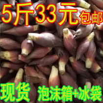 Yanghe Ginger Fresh wild Guizhou Yanghe Ginger Yanghuo Ginger Yanghuo Ginger Minghe Yanghe 5 pounds