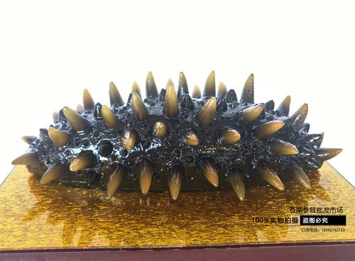 Моделирование модели морского огурца модель модели огурцы