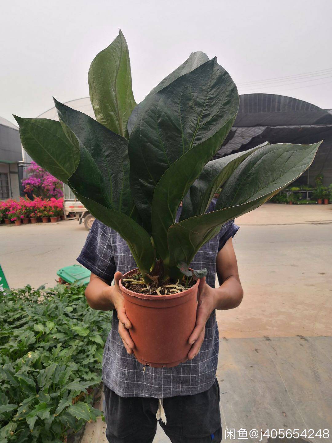 Anthurium Bonplandii Subsp Guayanu大叶子鸟巢花烛雨林植物 Anthurium Bonplandii Subsp Guayanu大叶子鸟巢花烛雨林植物