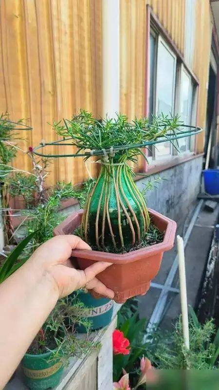 小伙把太阳花“养成树”，开价2000元都不卖，网友：这造型绝了，值