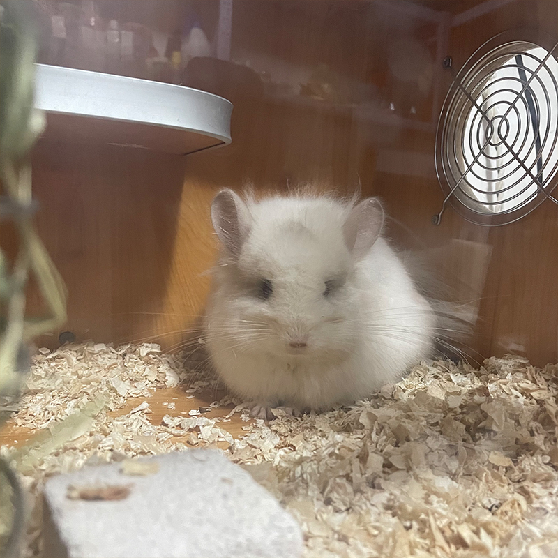 Dragon cat living dragon cat brother and sister dragon cat cub DDmm dragon cat baby male guaranteed healthy national issue-Taobao