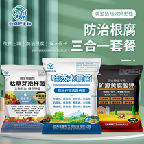 Industry Shengwan Hartswood mold mine source yellow rot potassium Bacillus subtilis anti-root rot root and root-in-one