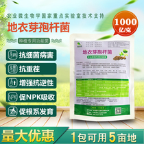 100 billion agricultural bacillus lichen high number of bacteria high purity anti-stubble disease-resistant special microbial agent for planting