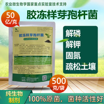 5 billion 1 g of gel-like bacillus gelatinous bacillus factory direct organic fertilizer solution of phosphorus and potassium solution