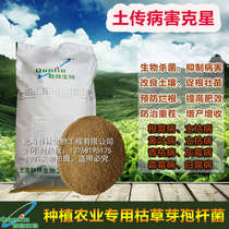 Pagan Root Care Roots 20 billion Agricultural Bacillus Subtilis Compound Bacillus Green Planting Organic Functional Bacteria