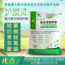 100 billion compound Bacillus subtilis root rot withered rotten root Agricultural cultivation microbial agent