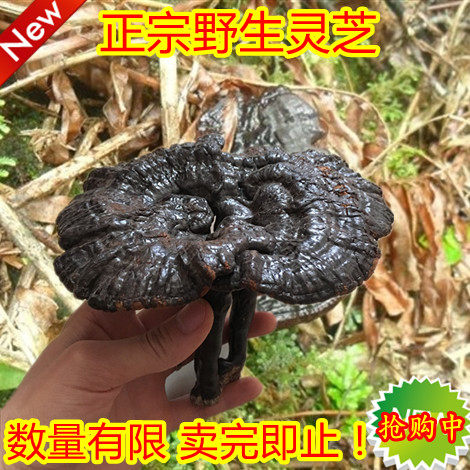 Deep Mountain picking wild Ganoderma lucidum Linzhi purple Ganoderma lucidum 500g