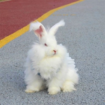 Net red giant Angora rabbit pet rabbit rabbit living animal long hair rabbit cub Young Adult giant rabbit living