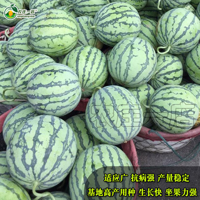 8424 Kirin Seedless Meidu Watermelon Seed Daquan Seed Fruit Melon Fruit Seedling Small Southern Vegetable Seedling Seedling