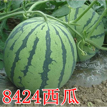 Extra-large sweet early-maturing 8424 watermelon seeds unicorn melon seedless seeds Xiuyu sweet King four seasons vegetables High Yield