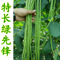 Long-term green pioneer cowpea seeds High-Yield Early-maturing Emerald beans seeds Oil beans white seeds four seasons vegetables