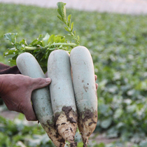 Fruit radish seeds Weixian Green Radish Weifang Shawo radish seeds eat raw crisp sweet spring four seasons vegetables