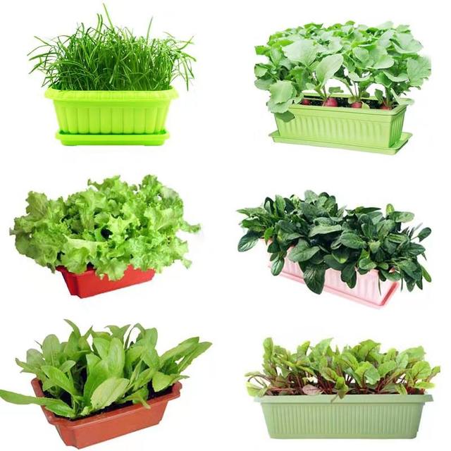 Farm vegetable seeds, four-season vegetable garden seeds, balcony potted cucumbers, watermelons, peppers, onions, lettuce, coriander seeds