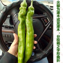 Sheep pepper Changfeng 318 Pepper Seeds Happy Yang Pepper Seeds Early Spring and Autumn Yan Big Fruit Early Comature Four Seasons