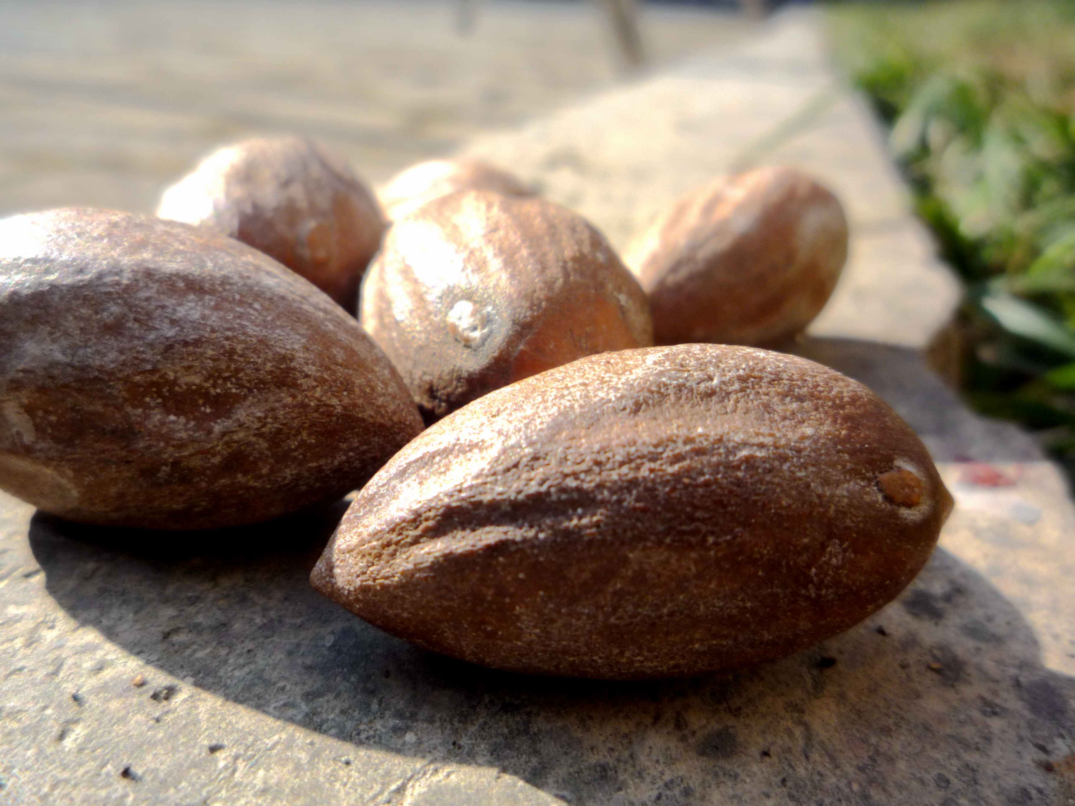 Nut torreya Zhuji Fengqiao specialty Torreya broken seeds half empty seeds 500g