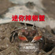 Mini chilli crab ດໍາລົງຊີວິດ crawling pet micro landscape ນ້ໍາຈືດຂອງປະທານຂອງປູປະດັບສາມາດເປັນນ້ໍາເລິກການກໍາຈັດ algae ສະອາດງ່າຍທີ່ຈະດໍາລົງຊີວິດ