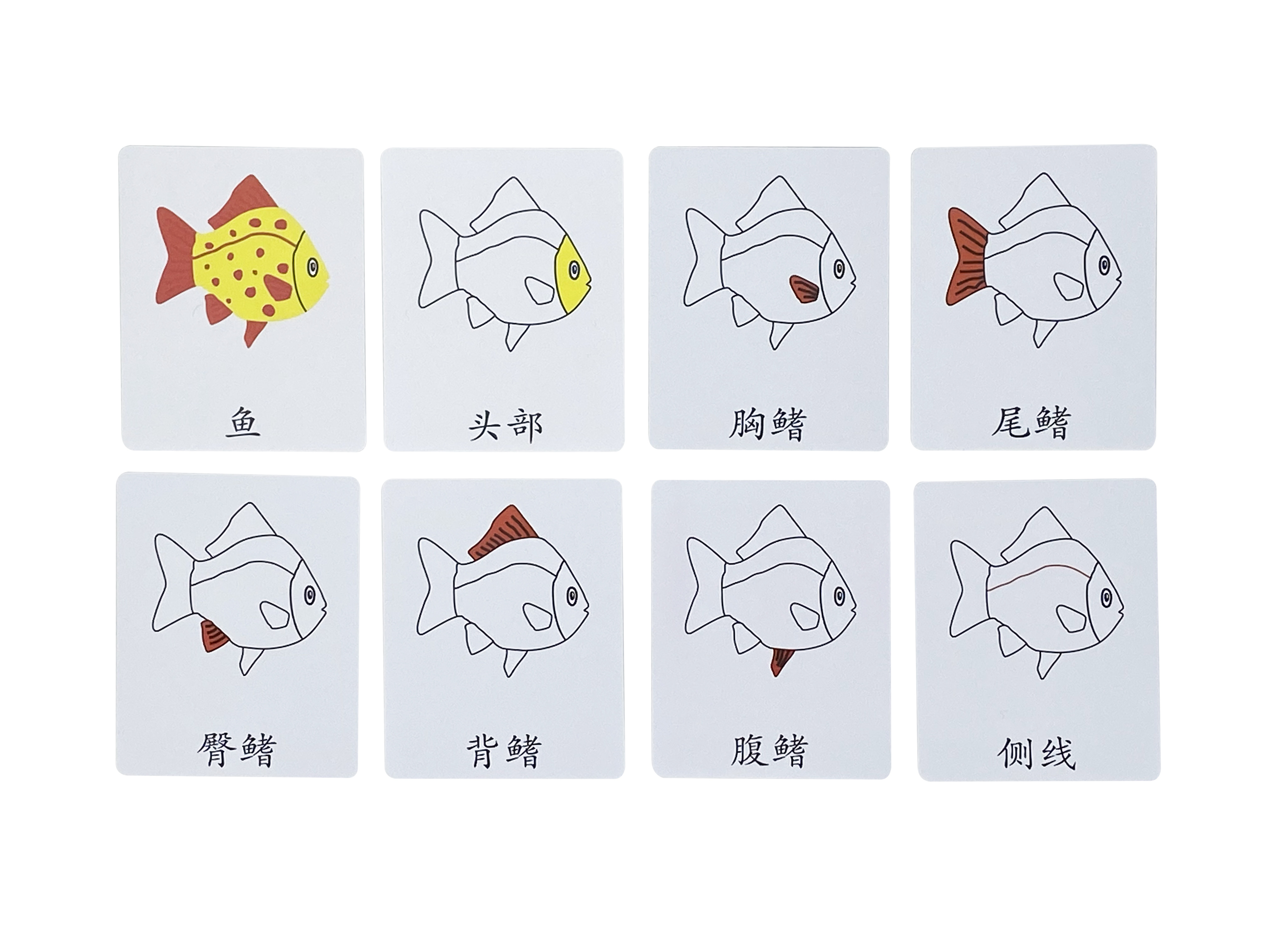 Montessori language teaching aids baby educational toys early education baby literacy card animal three-segment card three-segment card