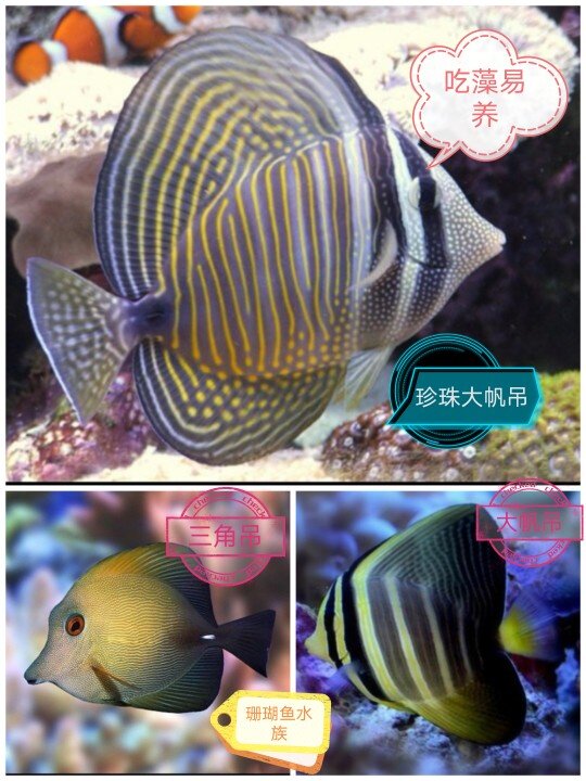 Pearl large sail hanging triangular hanging basket hanging powder blue hanging seawater fish sea water ornamental fish ornamental fish living clown fish live