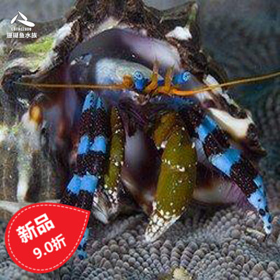 Tropical Aquarium Pet Seawater Fish Blue Foot Hermit Crab Seawater Fish Tank Tropical Fish Pet Live Ornamental Fish