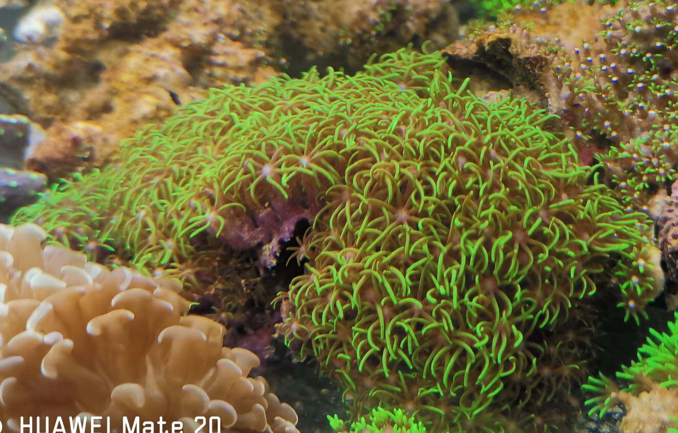 Seawater fish living Indonesia imports purple green turf leather star coral