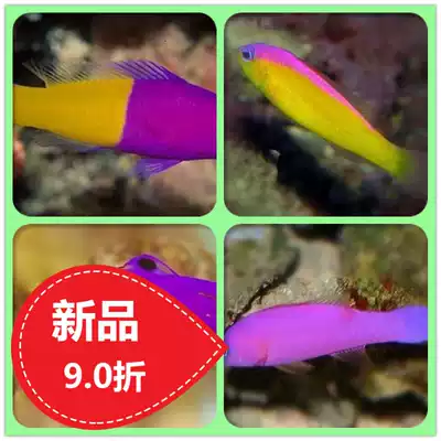 Purple strawberry two-color strawberry Indonesian two-color strawberry American strawberry ghost king seawater fish live express delivery package live