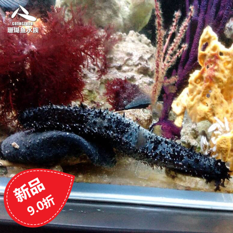 New pet living fish tank Sea water creatures turn sand sea cucumber turn sand snail turn sand Sea cucumber turn sand turn sand Black Sea Cucumber turn sand turn sand