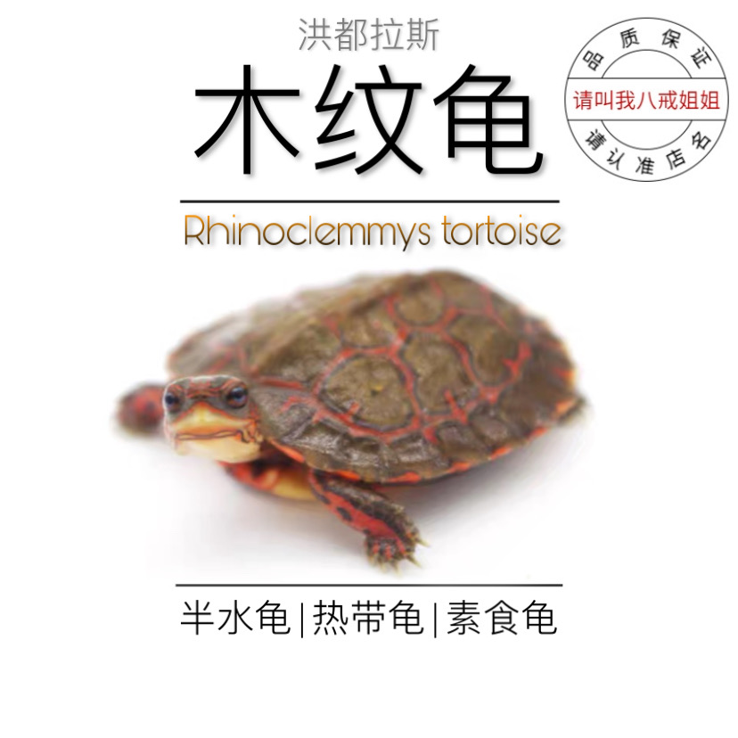 Eight Ring Sister's No. 2 Store Honduras Wood Grain Turtle Living Turtle Pet Speckled Turtle with Vegetable Tortoise Half Water Turtle
