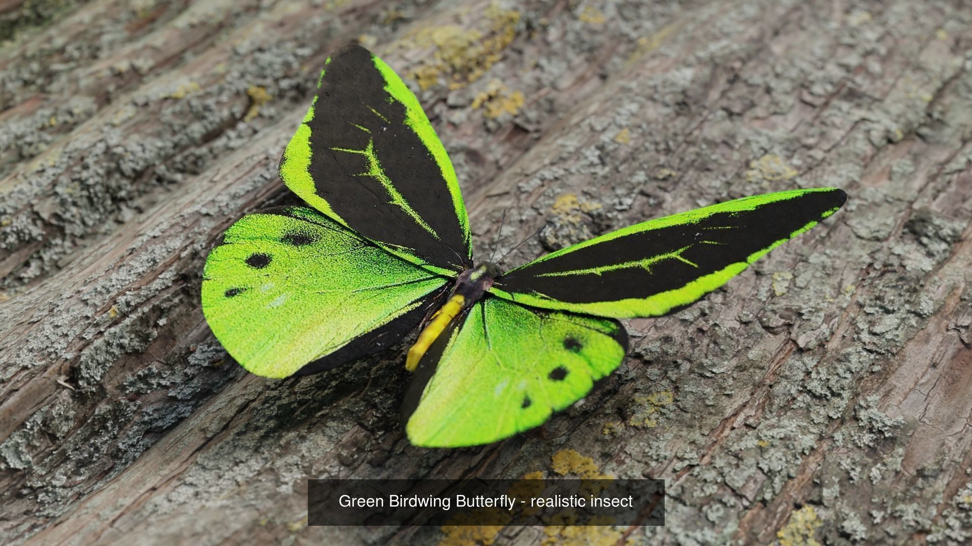 butterfly-realistic-3d-model-obj-fbx-stl-blend-spp.jpg