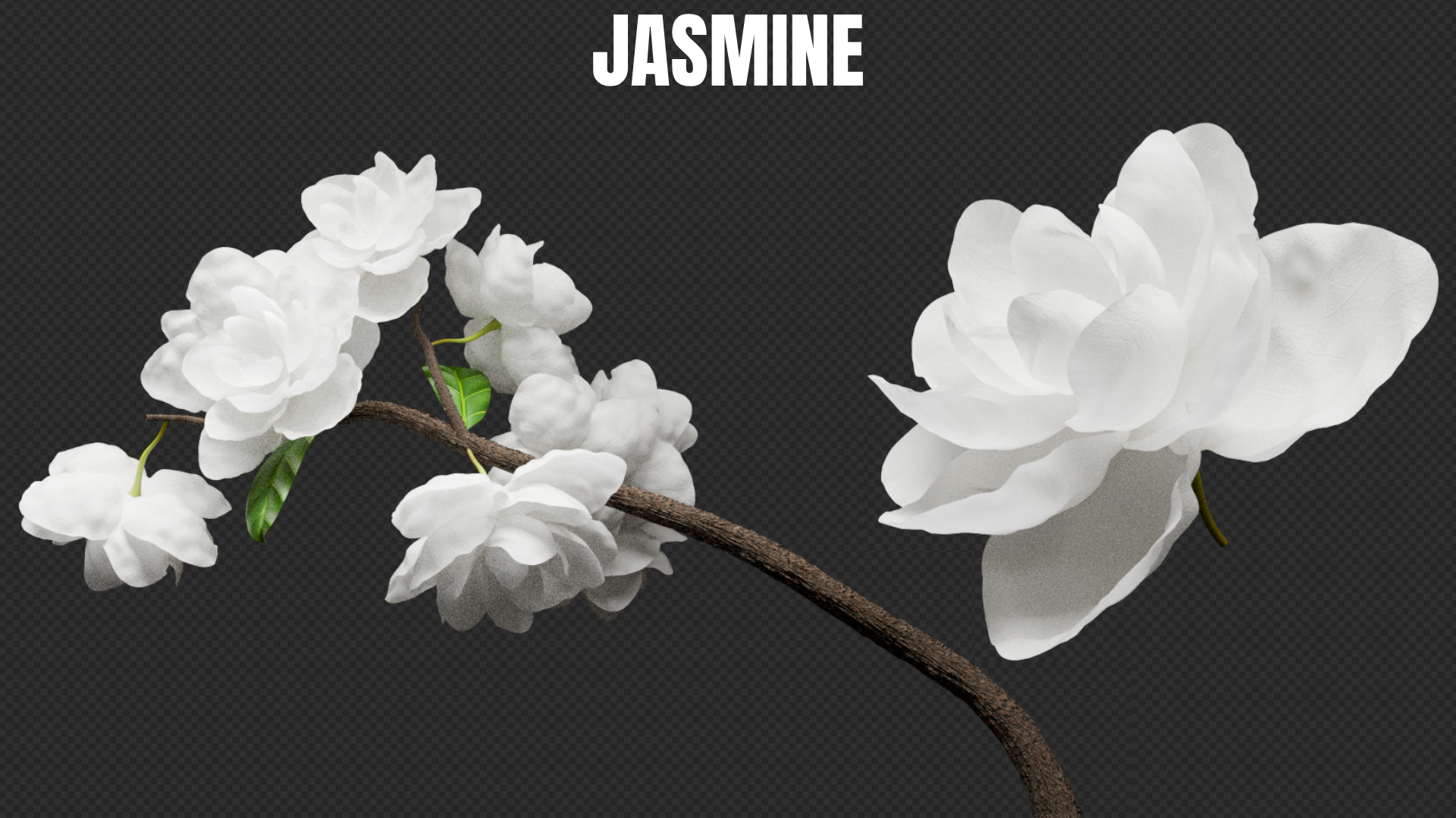 JASMINEBM.png