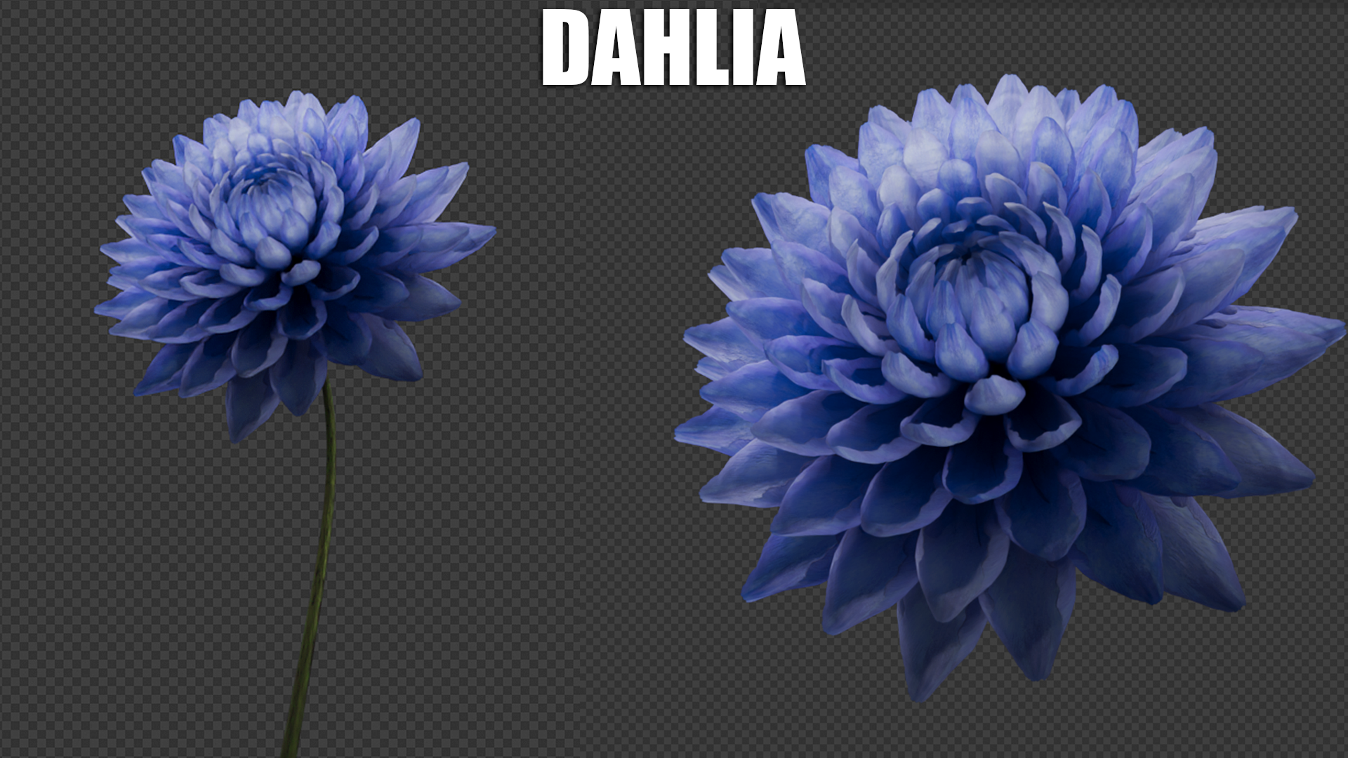 Dahliapr.png