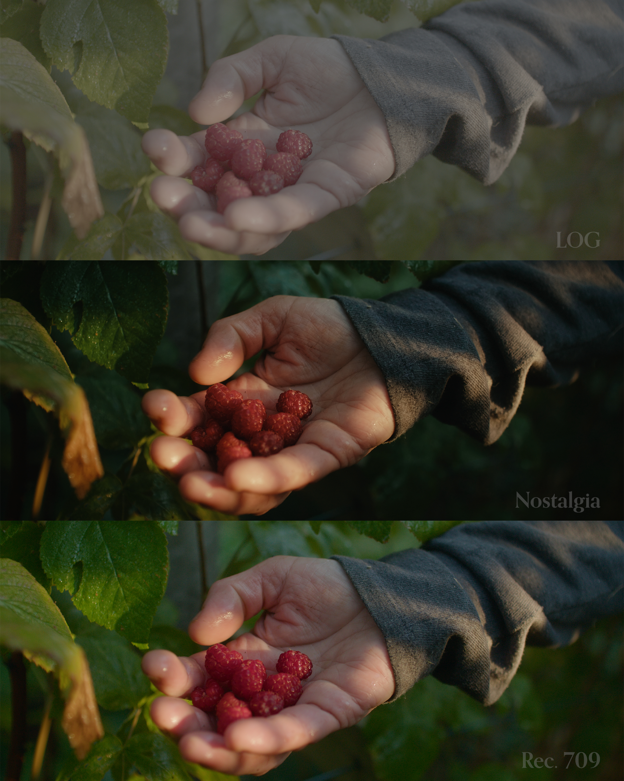 电影胶片调色LUTs预设 Nostalgia LUTs – Nostalgia III Blackmagic 76d83a10-d9bc-45b7-9641-de6a7b3658b2.webp.webp