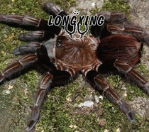 Sericopelma sp Chica foot show 6cm SER genus large ground-dwelling pet spider live