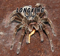 Amazon Giant Bird-eating Spider Bird-catching Tarantula Short-haired Species TS Foot Spread 4-20 cm