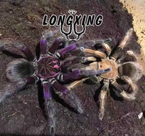 Pamphobeteus sp light Ming steel iron Blue 13cm PAM belongs to the South American large-scale new member