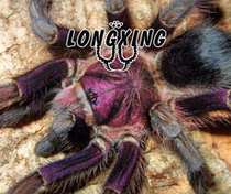 Haitian coffee bird spider Blue Rose back Dominican purple foot exhibition 2cm