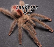 One of the four members of the genus Recife the bird spider foot exhibition 6cm mother color tree the same genus