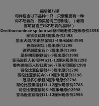 Bird-catching Tarantula Spider Chile Fire Rose Brazil Black Velvet Giant Golden Naoma Oil Pink toe Amazon Lucky Bag