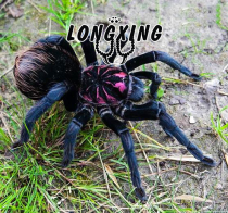 Columbia Dream Laser Pet Foot Exhibition 4-11cm Female South American Large X Dependent