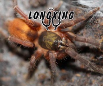 Chilean gold tarantula foot exhibition 6-7cm large larvae docile beautiful pet spider live