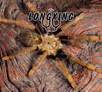 Tanzania Tiger Tail Foot Exhibition 8-9cm Collection of Pet Play