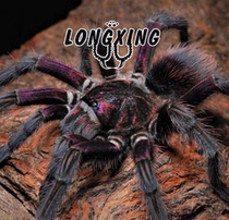 Haitian coffee-eating bird Bayahibe purple foot exhibition 2cm PHO is a new variety of large terrestrial non-blue purple species