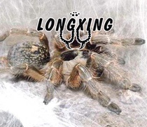 The giant purebred giant horns in the Horn Babu collection-level variety foot exhibition 2-6cm