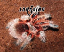 Purebred Chilean fire rose larval foot exhibition 2-6cm very docile