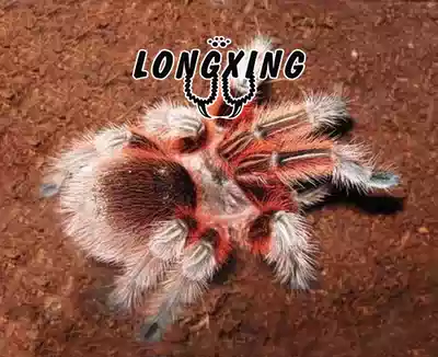 Pure-bred Chilean fire rose larval foot exhibition 2-6cm very docile