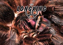 Red Island Bird Spider Foot Exhibition 5-15cm Adult Breaking 20cm large ground-dwelling pet