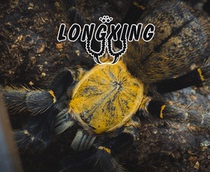 Ho Chi Minh Tiger 2-12cm Vietnam rare breed pet spider live