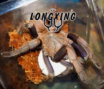 Surat Thani Blue Tarantula Foot Exhibition 12-13cm Mother Rare Breed Pet