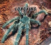 Brazil fiery bird spider 9-11cm pet four Vajra foot exhibition up to 25cm