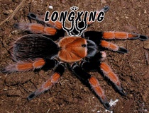 Docile long life APH genus Mexican blood foot 3-6cm Aphonopelma bicoloratum