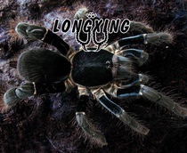 Hercules Giant Babu foot exhibition about 4-18 cm female pet